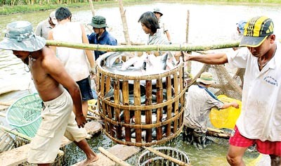 Tra fish harvest in the Mekong Delta (Photo: SGGP)
